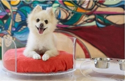 ACRYLIC CURVED BED FOR LUXURY DOG