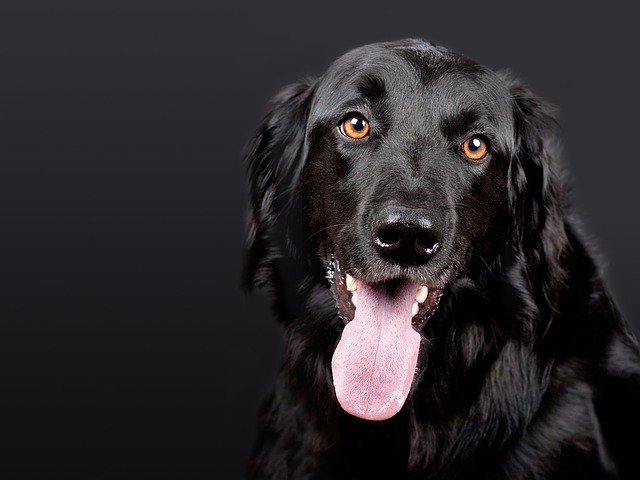 12 Interesting Facts In Adopting a Senior Dog
