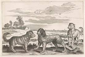 Where Did Dogs Come From?  Humans and Dogs History Together