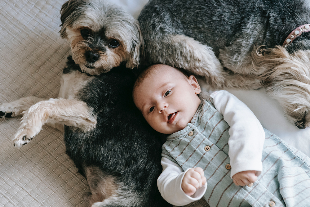 Why Most People Would Rather Have Dogs Than Kids