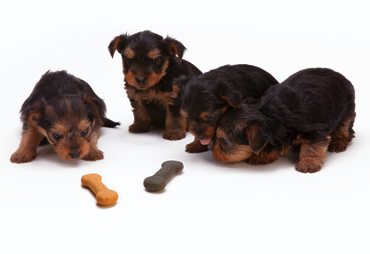 What do you feed your dog? Pros and Cons of Dry and Raw Dog Food