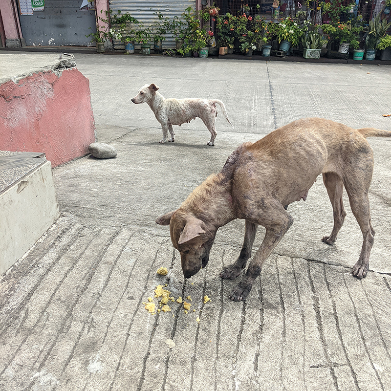 The History of Stray Dogs in The Philippines