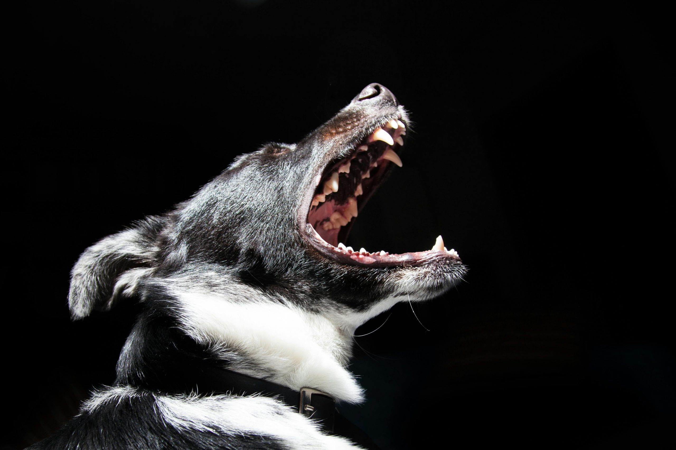 Dogs Barking: Causes and Solutions