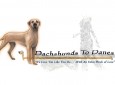 Dachshunds to Danes