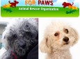 Hope for Paws