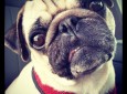 Pug Nation Rescue of Los Angeles