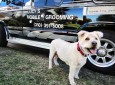Lucy’s Mobile Grooming