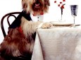 Doggie Manners