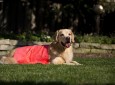 Dog Lover’s Towel