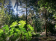 Fern Dell Nature Museum