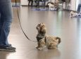 Mutt Manners – Advanced Dog Training