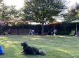 Mutt Manners – Intermediate Dog Training