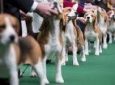 Beagles Sunday Funday! – Santa Monica Airport Dog Park 🐶🦴🐕