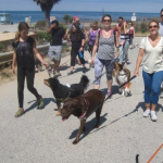 Social Canine – Dog Obedience & Behavior Training