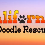California Doodle Rescue