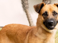 Forte Animal Rescue Dog Adoption Event (Marina Del Rey)