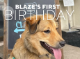 Blaze’s First Birthday