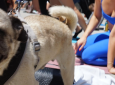 Pug Yoga & Adoption Event – DTLA
