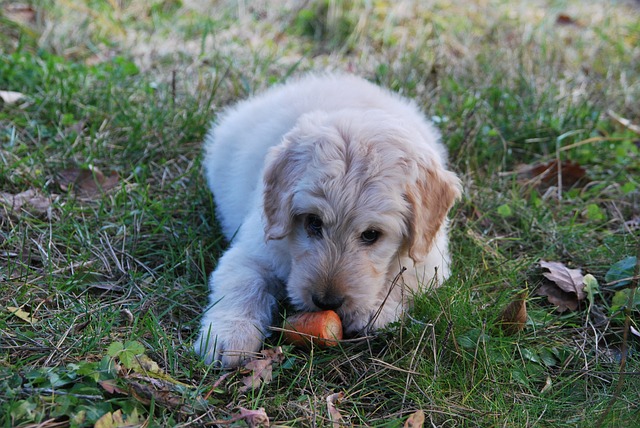 15 Hazardous Foods for Dogs Every Pet Owner Should Know