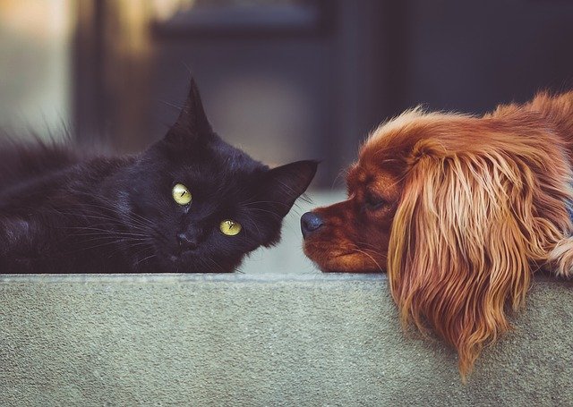 Are Dogs Smarter Than Cats?