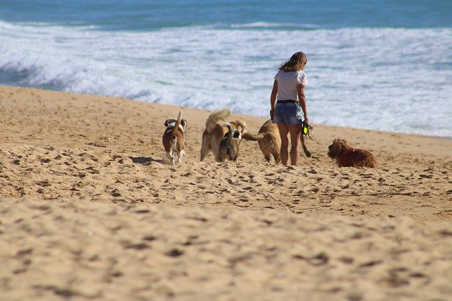 Top Dog-Friendly Activities in Los Angeles