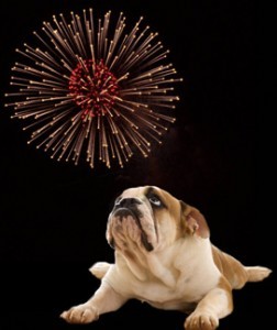 8 Possible Solutions for 4th of July Dog Anxiety