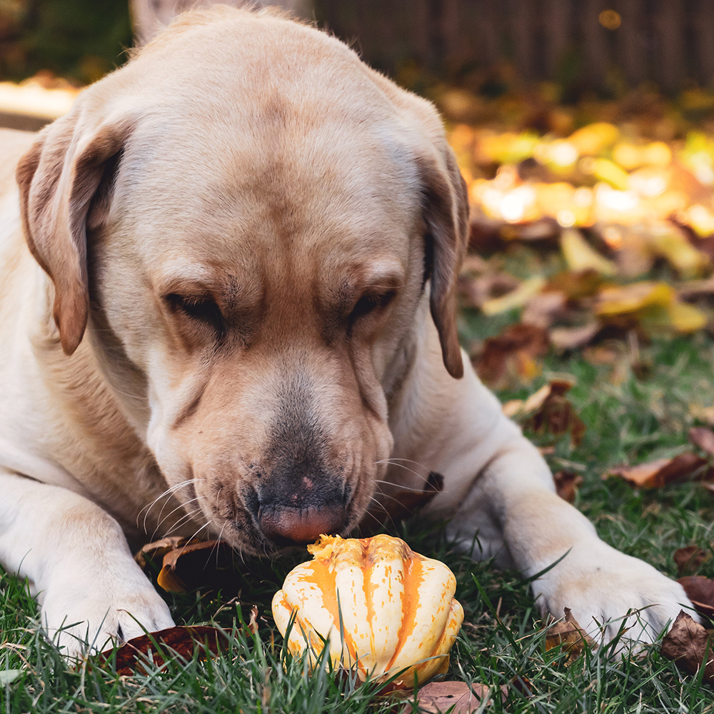 Why do Dogs Sniff Everything?