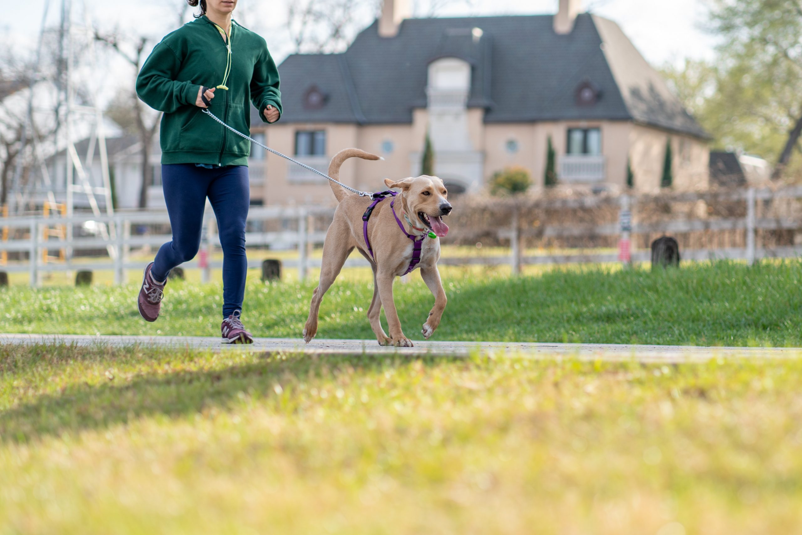 Understanding Exercise Needs of Different Dog Breeds: Tailoring Fitness for Your Furry Friend
