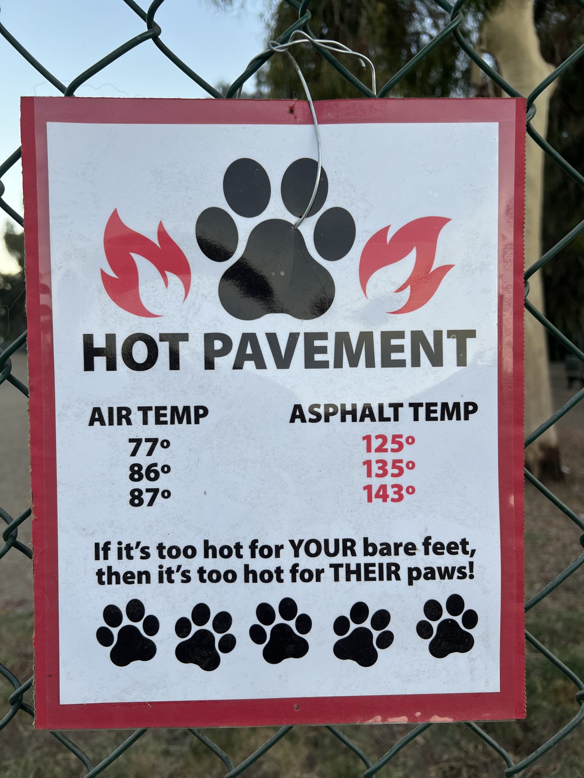 Hot Pavement and Dog Paws