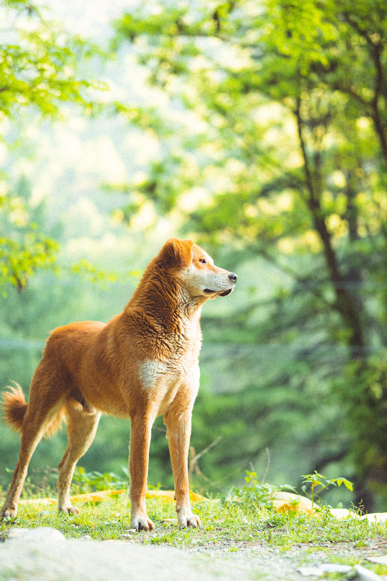 Choosing the Perfect Name for Your Canine Companion