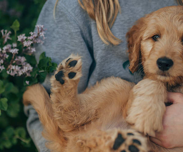 How Long Are Dogs Pregnant? A Closer Look Backed by Science and Real-Life Examples