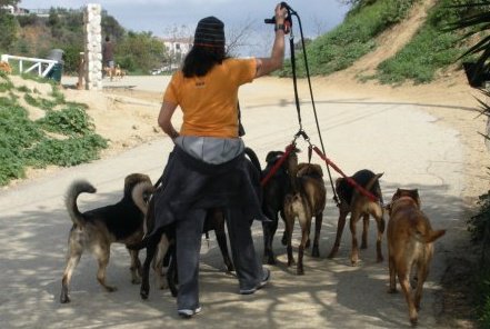 The Pet Nannies