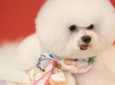 Mrs. Doggie Pet Grooming