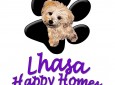 Lhasa Happy Homes Rescue
