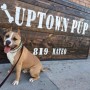 Uptown Pup