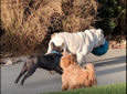 Bluff Creek Dog Park