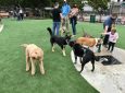 Glen Alla Dog Park