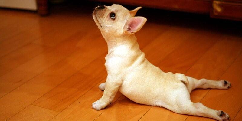 Puppy Yoga in the Park