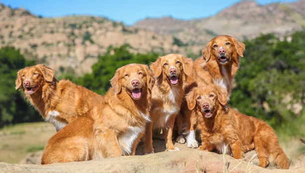 Pet Photography Lecture and Hands-On Workshop with Anabel DFlux LA
