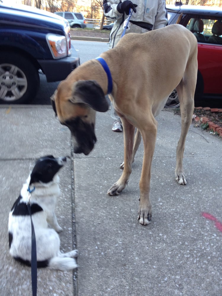 Dog Day LA