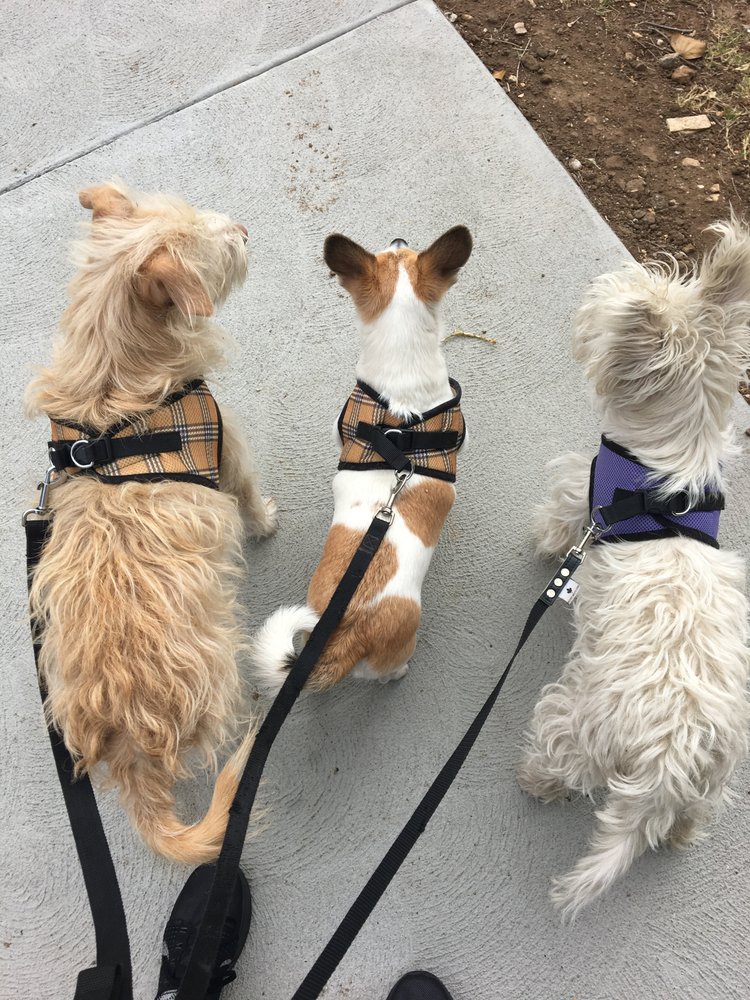 Anml Pet Care