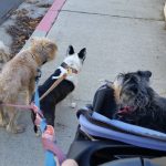 Dog Training Club – Los Angeles