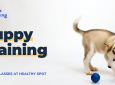 Puppy Training @ Beverly Grove | Wednesdays Fall 2022