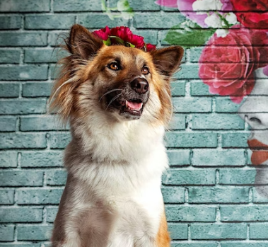 Frida’s Fiesta FUNdraiser for ENP Dogs Ft. Wizard of Paws Derrick Campana