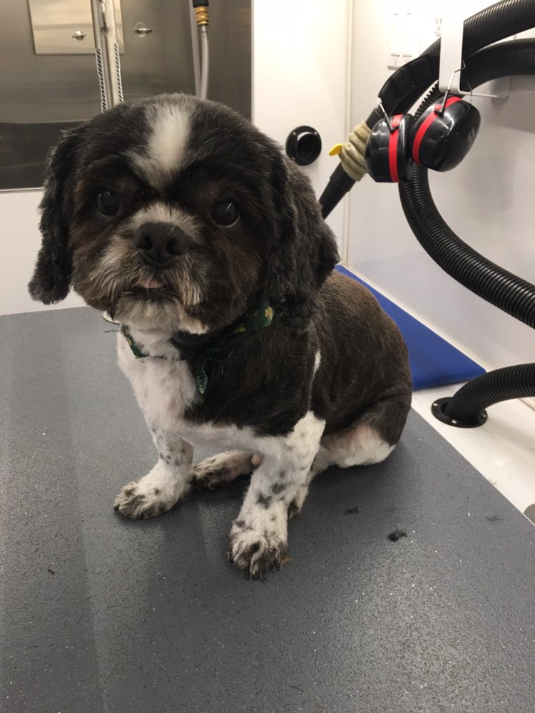Snazzy Pet Mobile Grooming