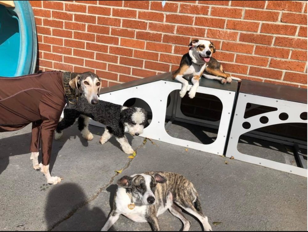 Go Dog LA