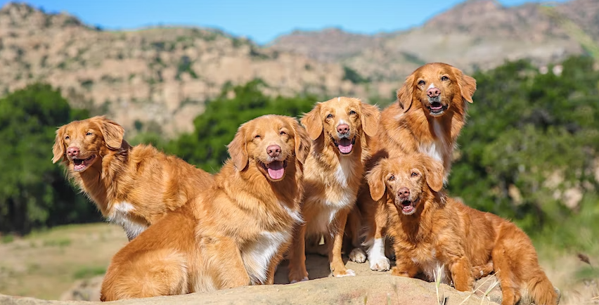 Pet Photography Lecture and Hands-On Workshop with Anabel DFlux LA