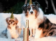 Belated 2023 Celebration: Dogs in NY’s Hats or Tiaras Welcome