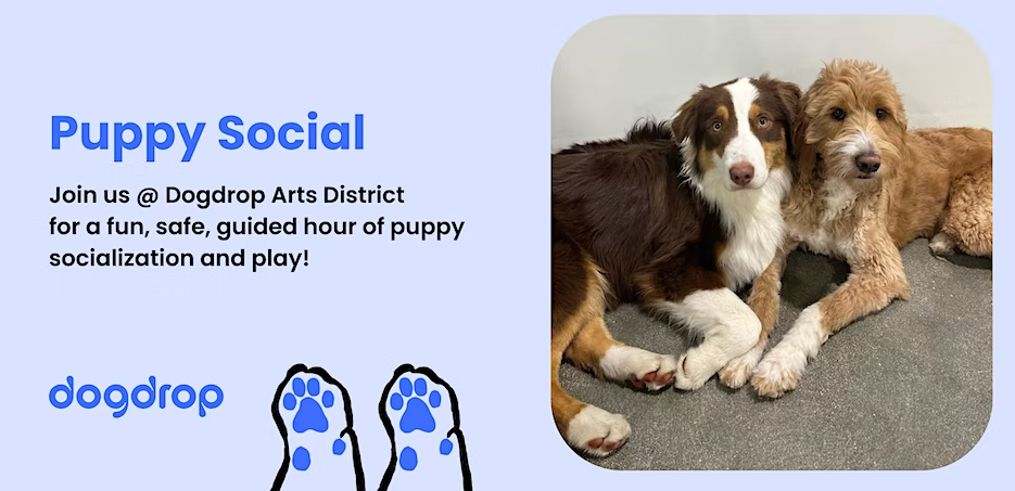 Dogdrop Puppy Social