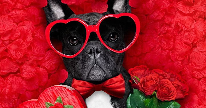 DOG VALENTINE’S DAY 02/12/2023